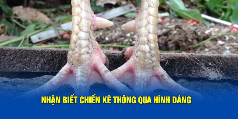 Nhận biết chiến kê thông qua hình dáng